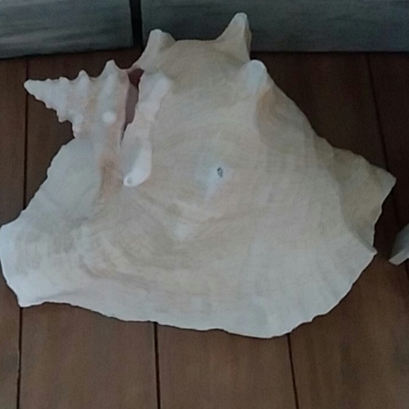 Conch Shell large - Picture 2 of 4